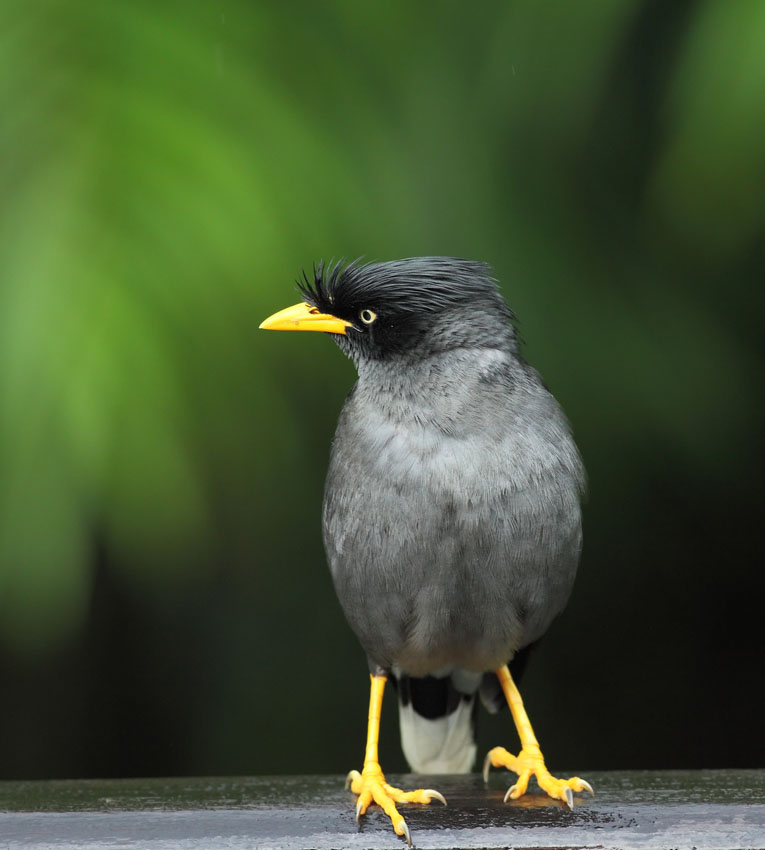 Javan Myna