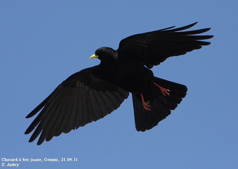 Chocard  bec jaune, Pyrrhocorax graculus