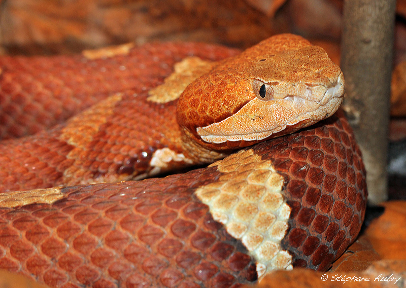 Mocassin  tte cuivre, Agkistrodon contortrix