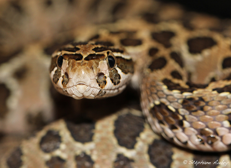 Crotale du Mexique, Crotalus polystictus