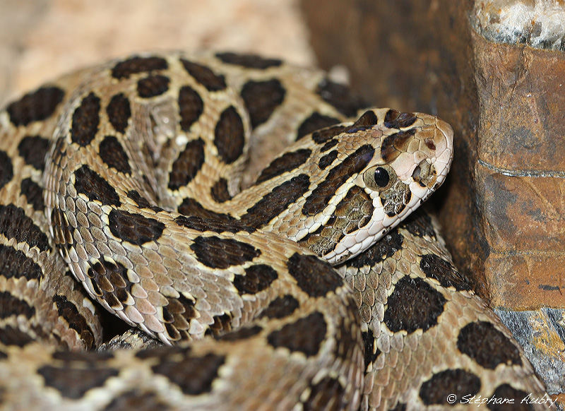 Crotale du Mexique, Crotalus polystictus