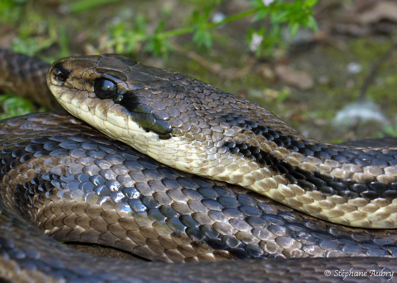 Couleuvre  quatre raies, Elaphe quatuorlineata quatuorlineata