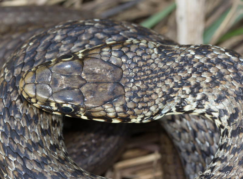 Couleuvre des Balkans, Hierophis gemonensis