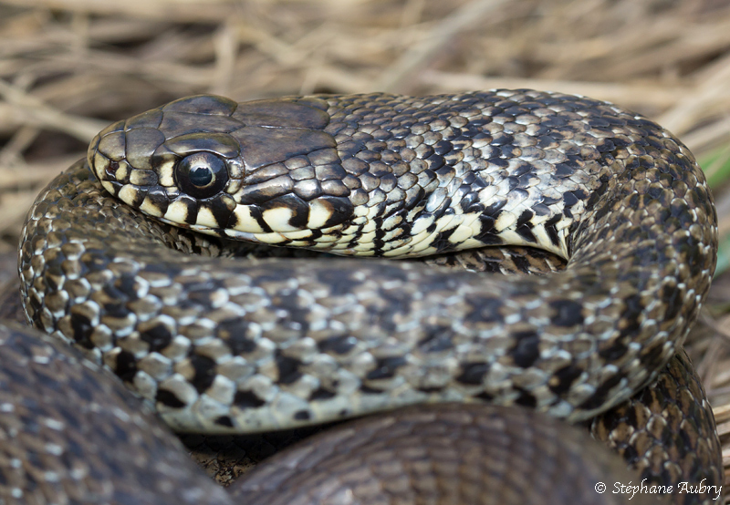 Couleuvre des Balkans, Hierophis gemonensis