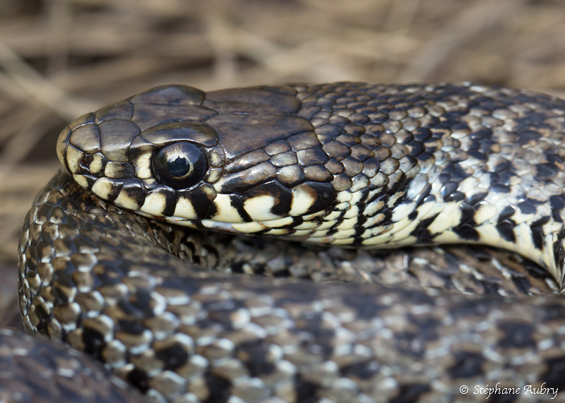Couleuvre des Balkans, Hierophis gemonensis