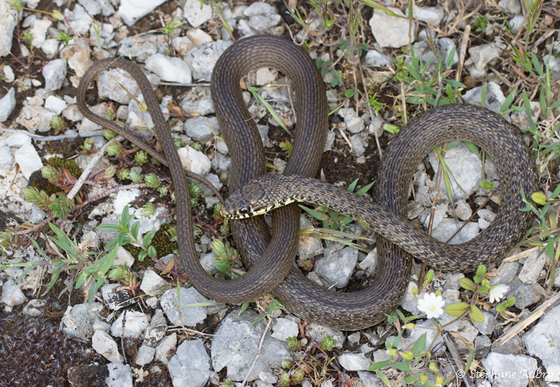 Couleuvre des Balkans, Hierophis gemonensis