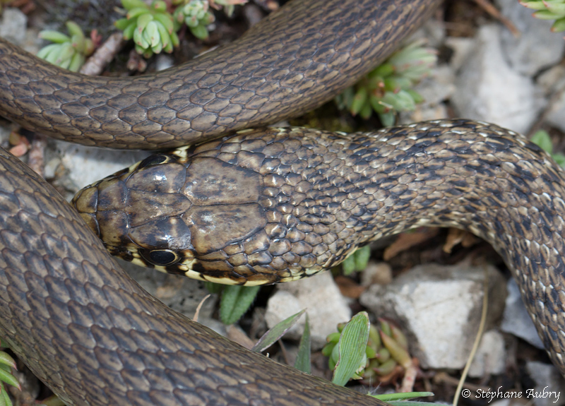 Couleuvre des Balkans, Hierophis gemonensis