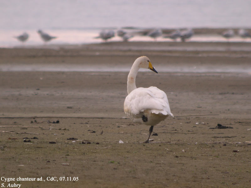 Cygne chanteur, Cygnus cygnus