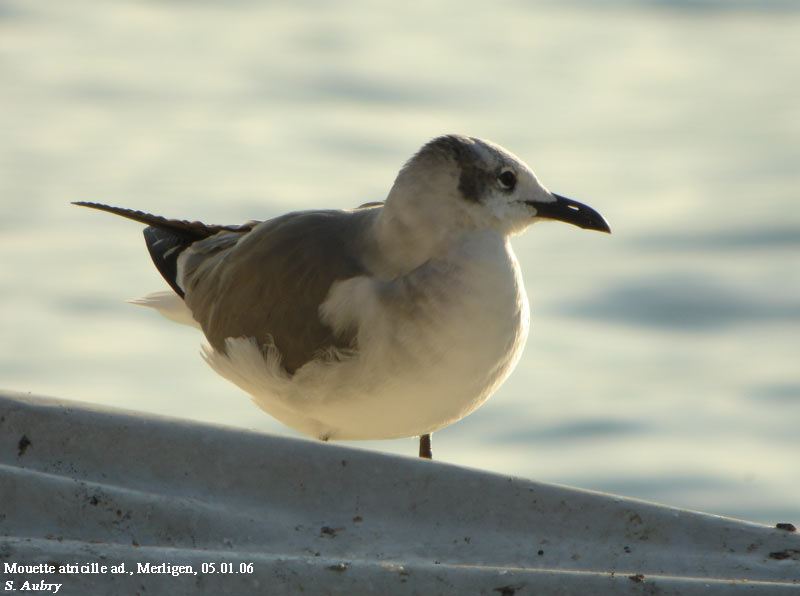 Mouette atricille, Larus atricilla