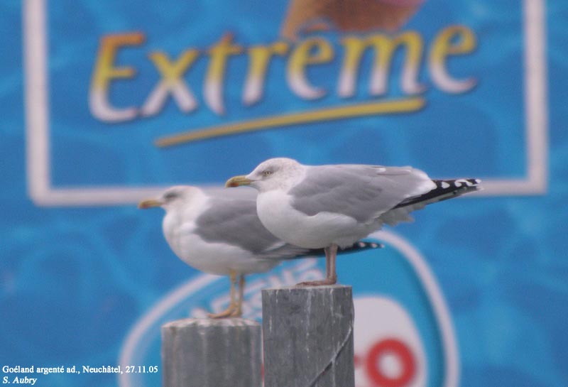 Goland argent, Larus argentatus