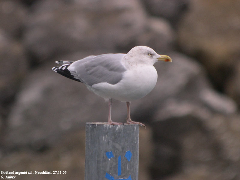 Goland argent, Larus argentatus
