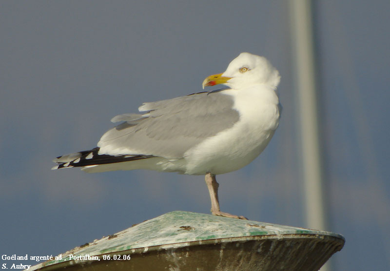 Goland argent, Larus argentatus