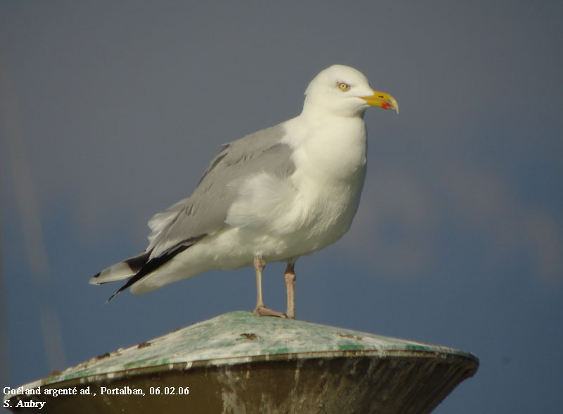 Goland argent, Larus argentatus