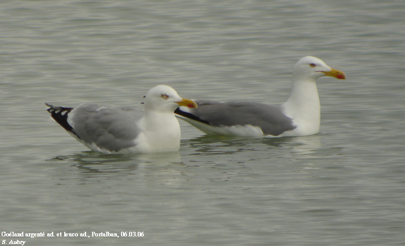 Goland argent, Larus argentatus