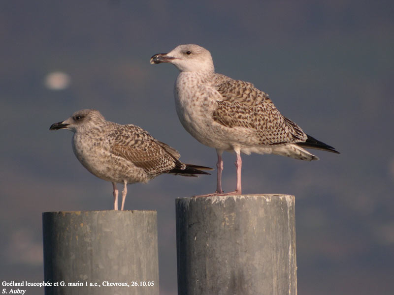 Goland marin, Larus marinus