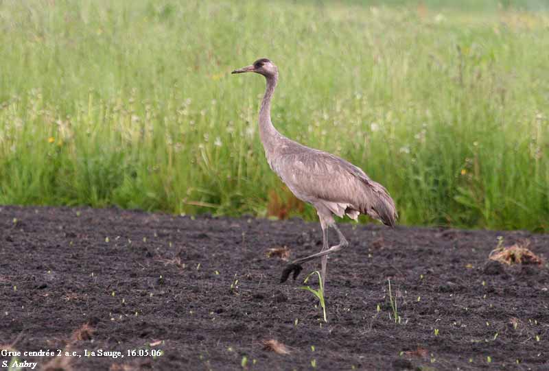 Grue cendre, Grus grus