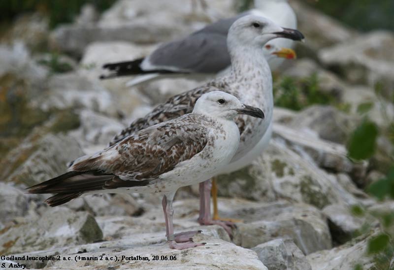 Goland leucophe, Larus michahellis