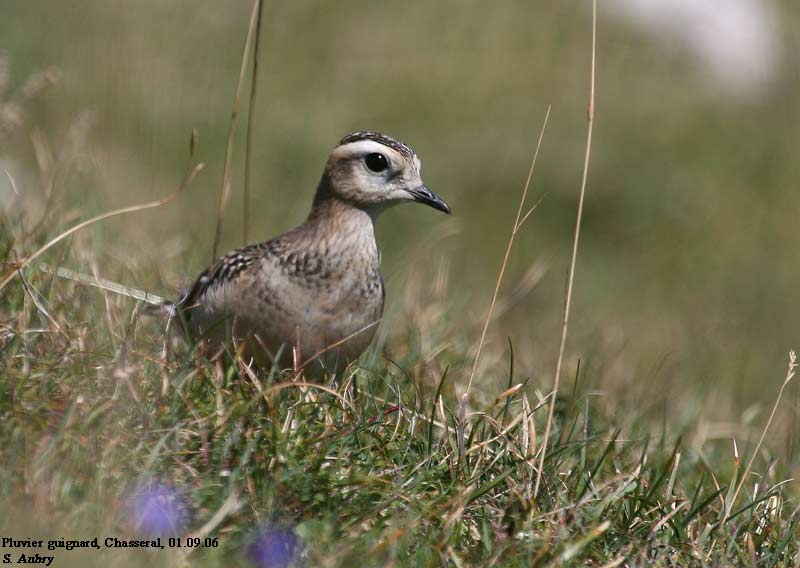 Pluvier guignard, Charadrius morinellus