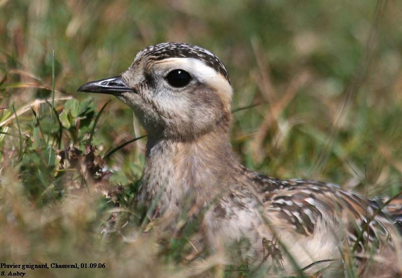 Pluvier guignard, Charadrius morinellus