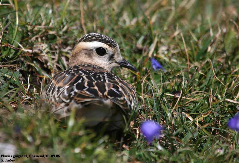 Pluvier guignard, Charadrius morinellus