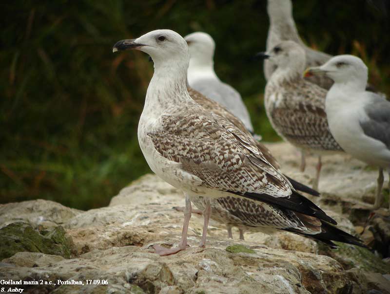Goland marin, Larus marinus
