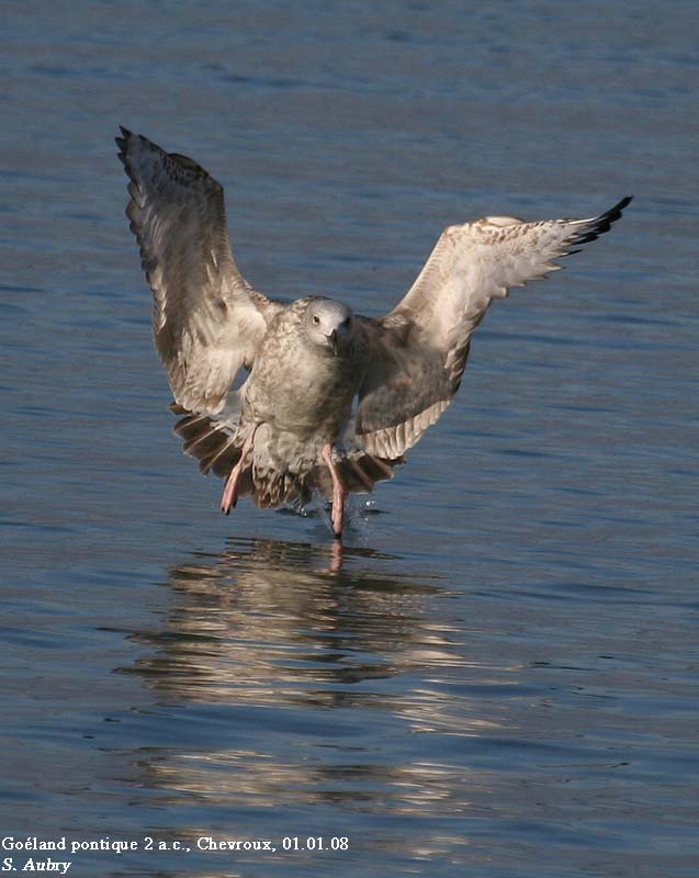 Goland pontique, Larus cachinnans