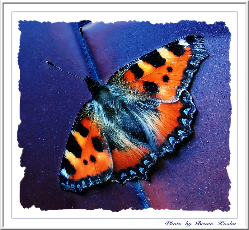 A butterfly on my balcony