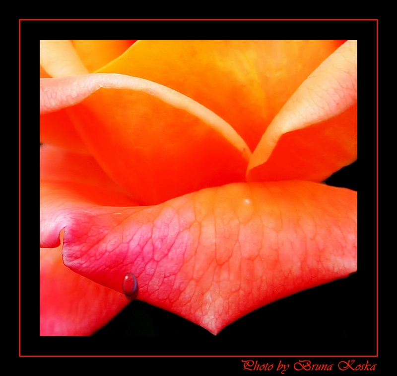 Just a rose