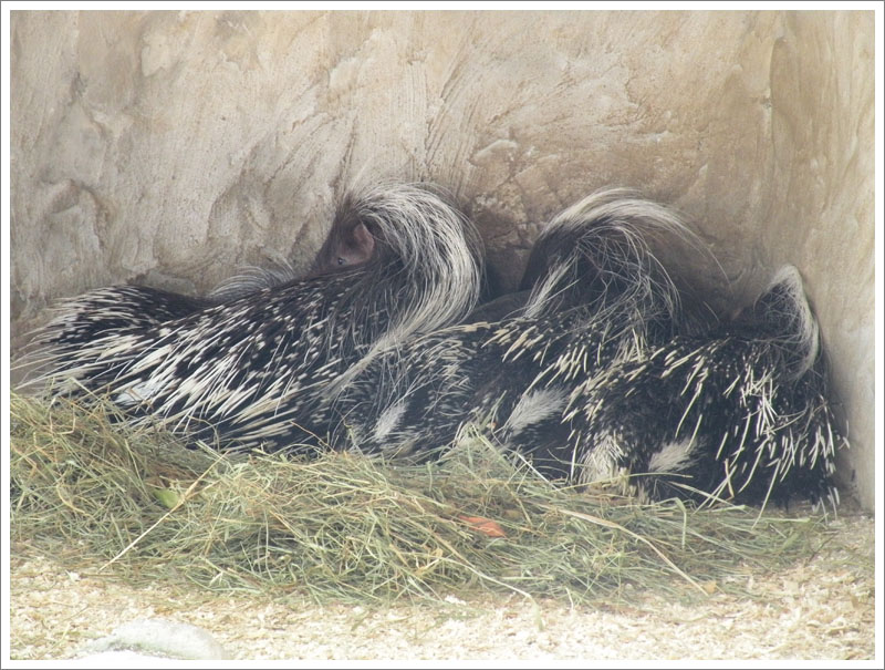 Porcupines