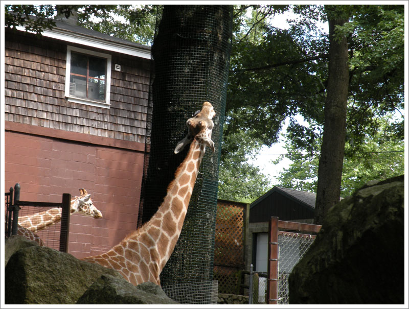 Giraffe