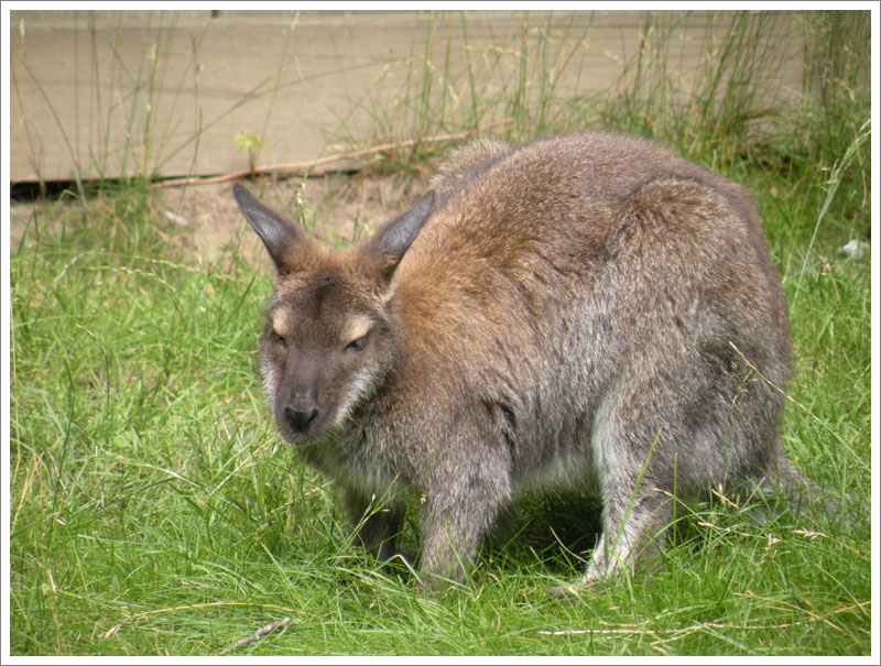 Wallaby