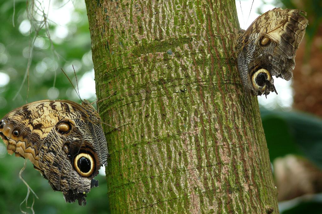Owl Butterflies, Butterfly Conservatory, Niagara Falls, Canada