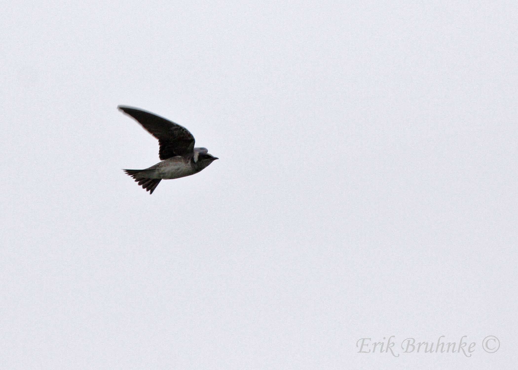 Purple Martin