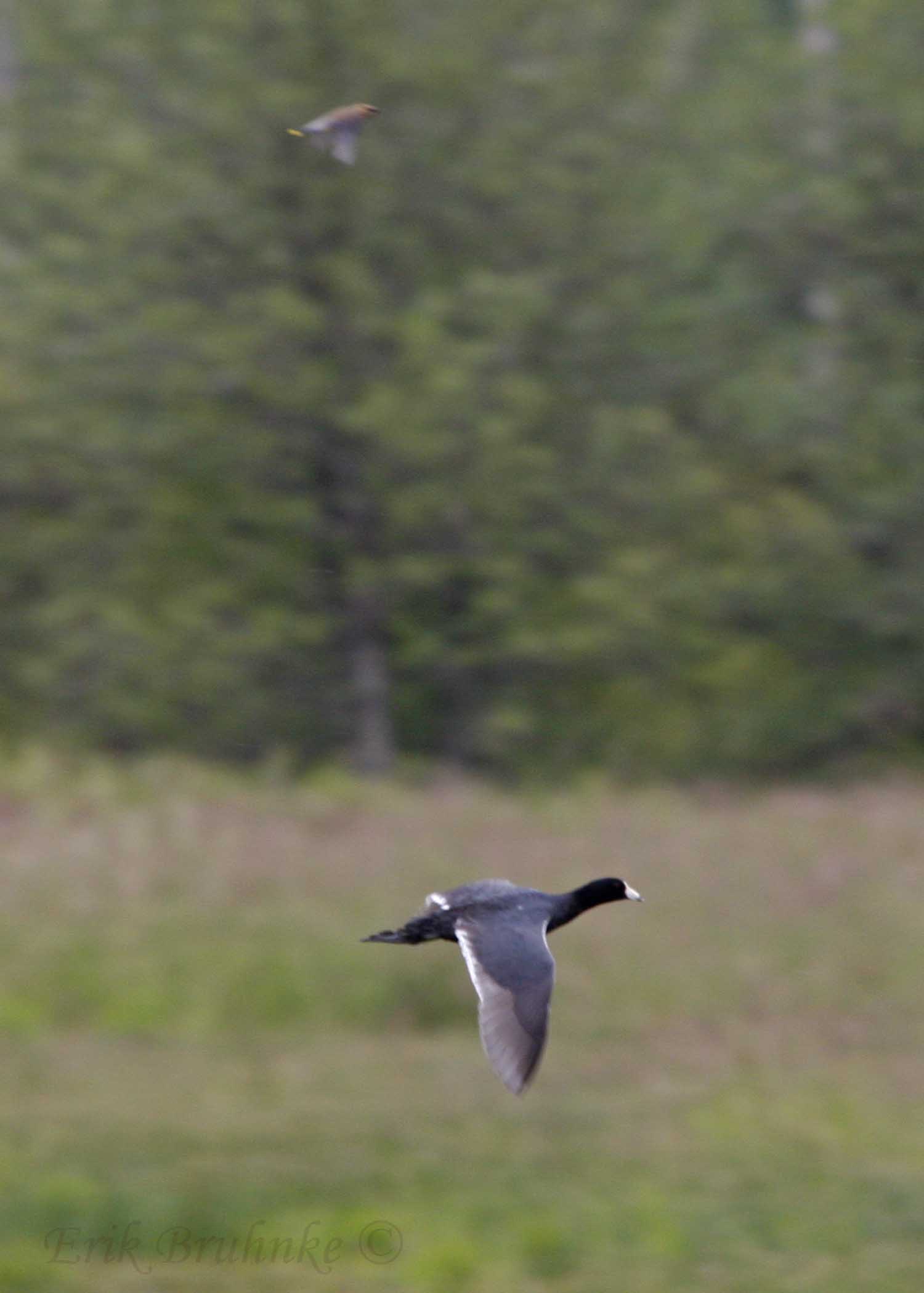 American Coot in flight, with Cedar Waxwing in background