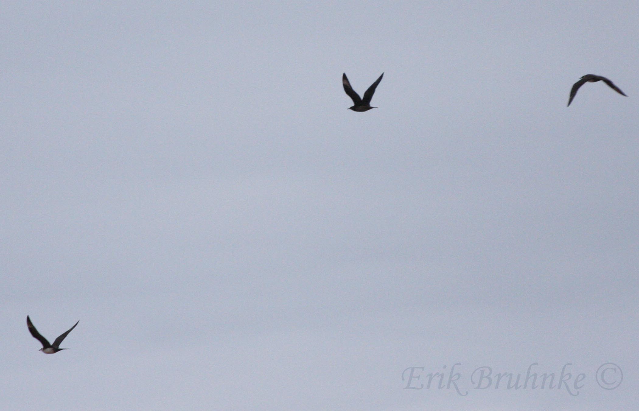 Three Parasitic Jaegers