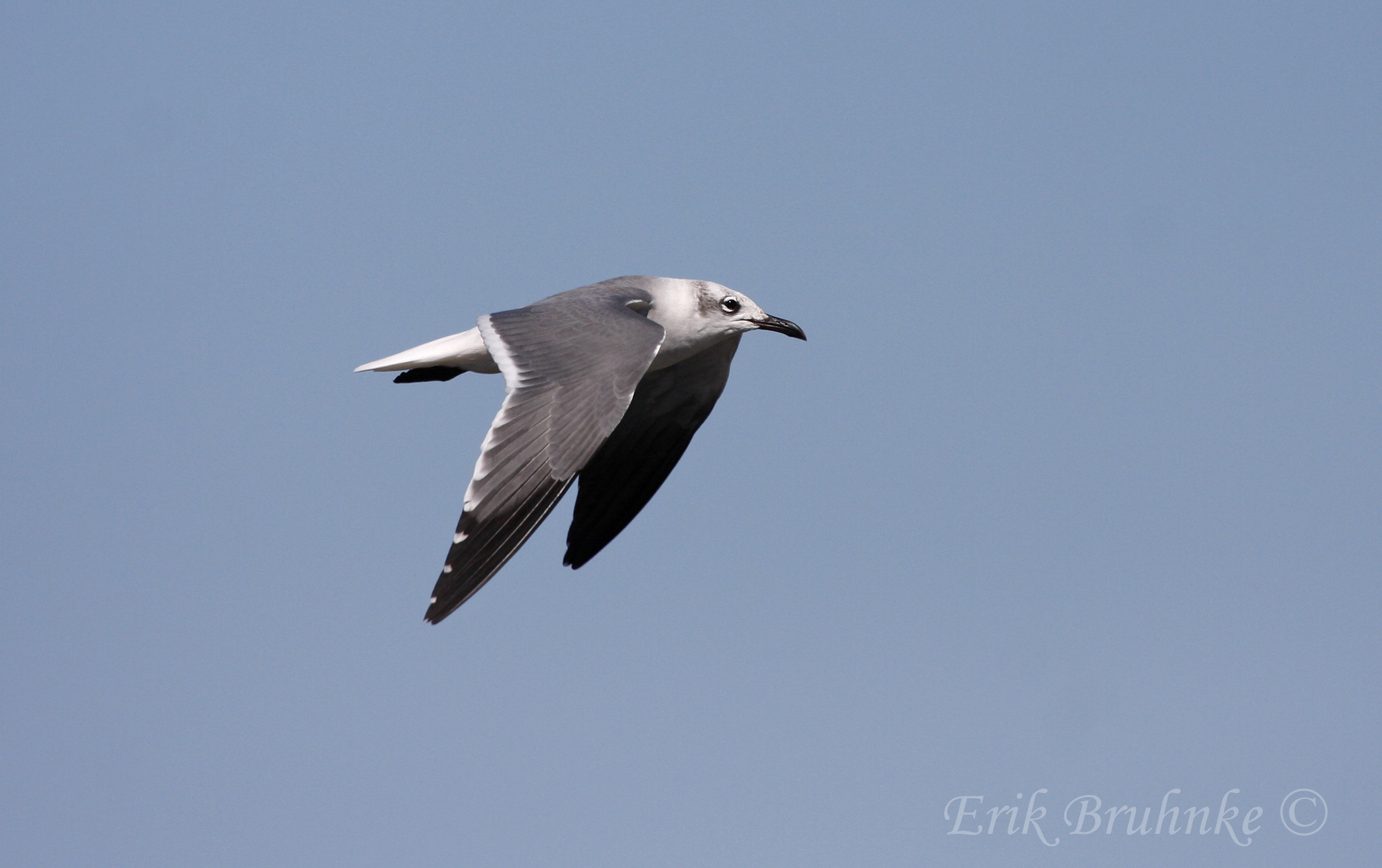 Laughing Gull