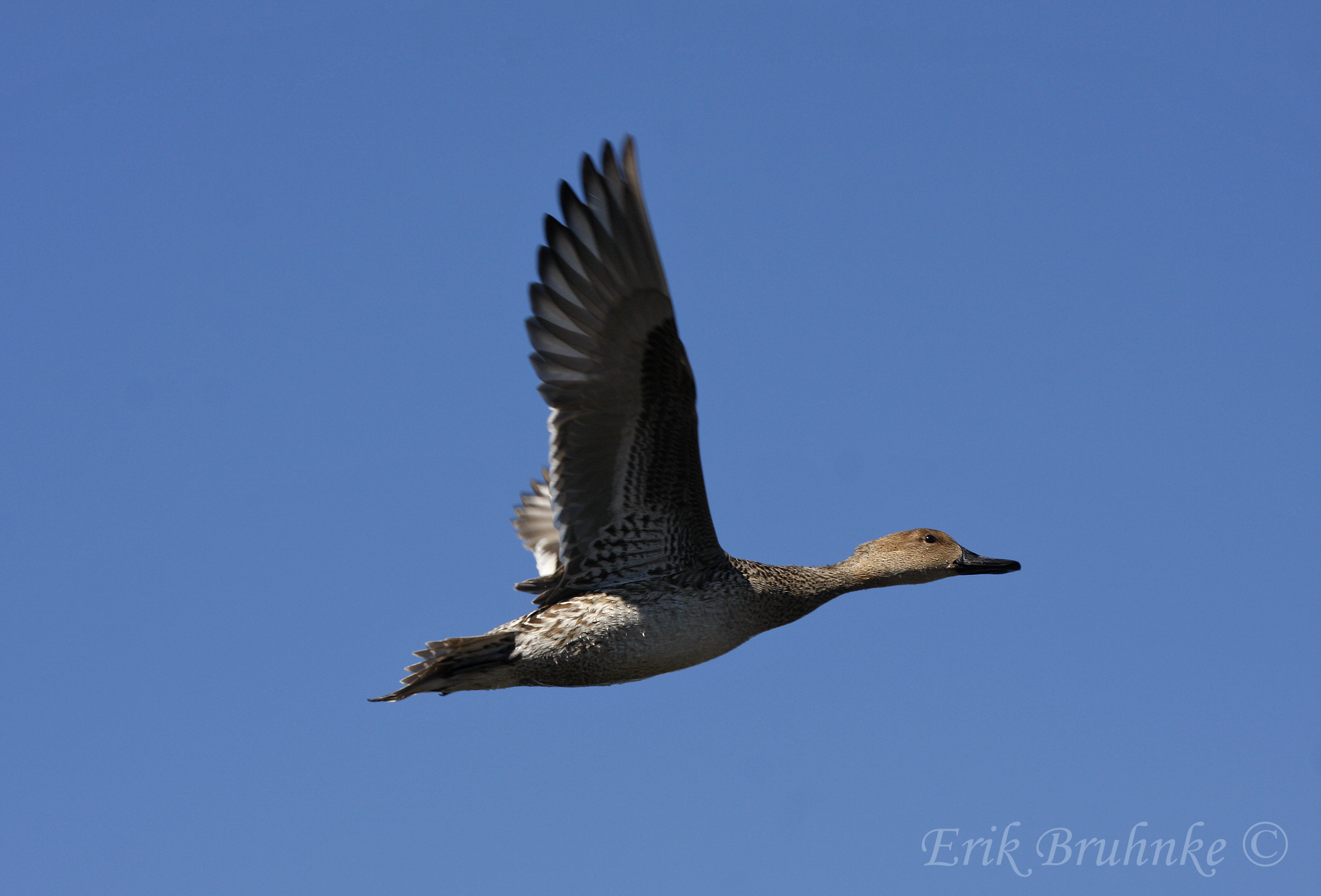 Female Northern Pintail in flight
