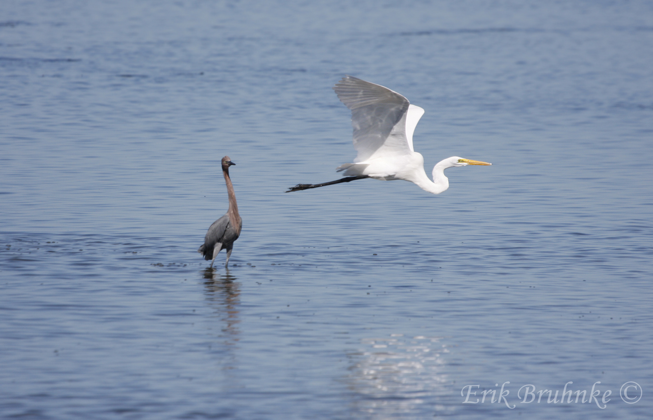 Reddish Egret in the background and Great Egret flying by