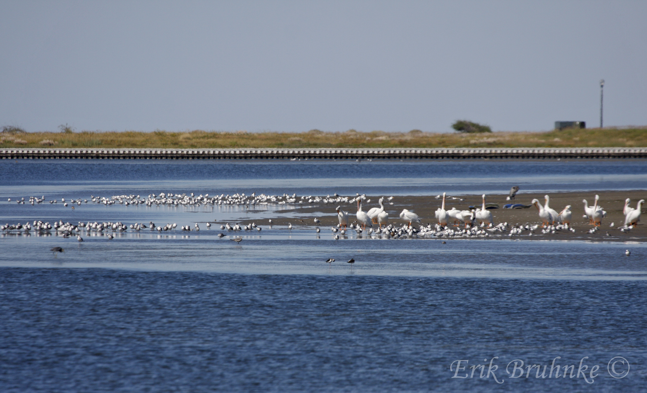 Shorebirds, pelicans and more
