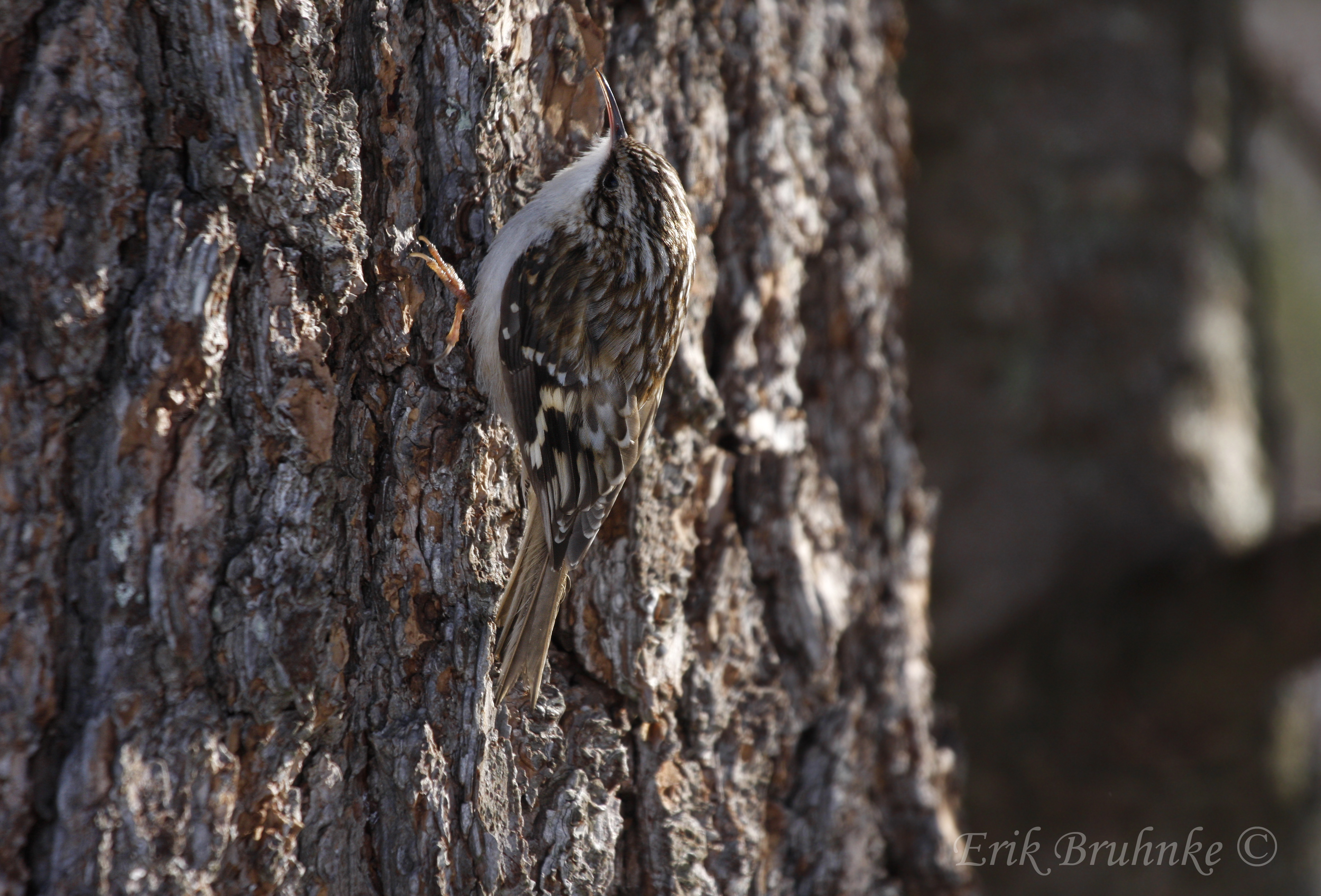 Brown Creeper