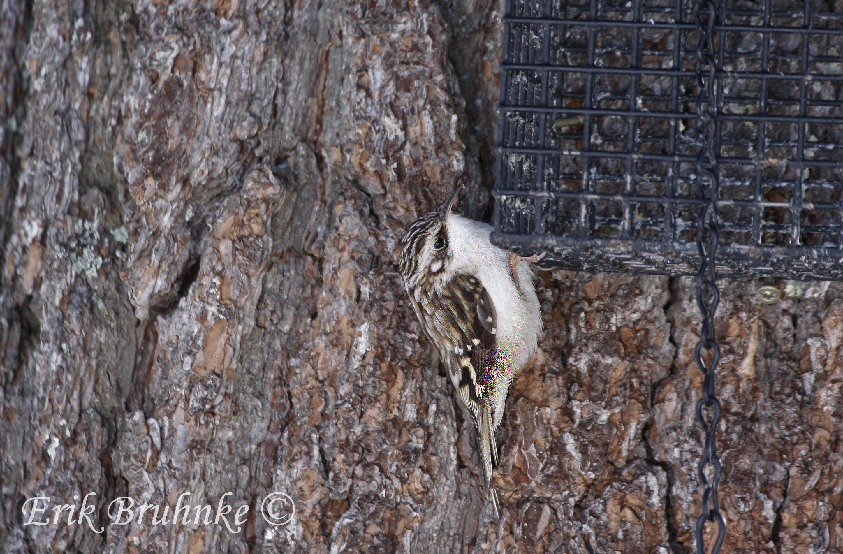 Brown Creeper