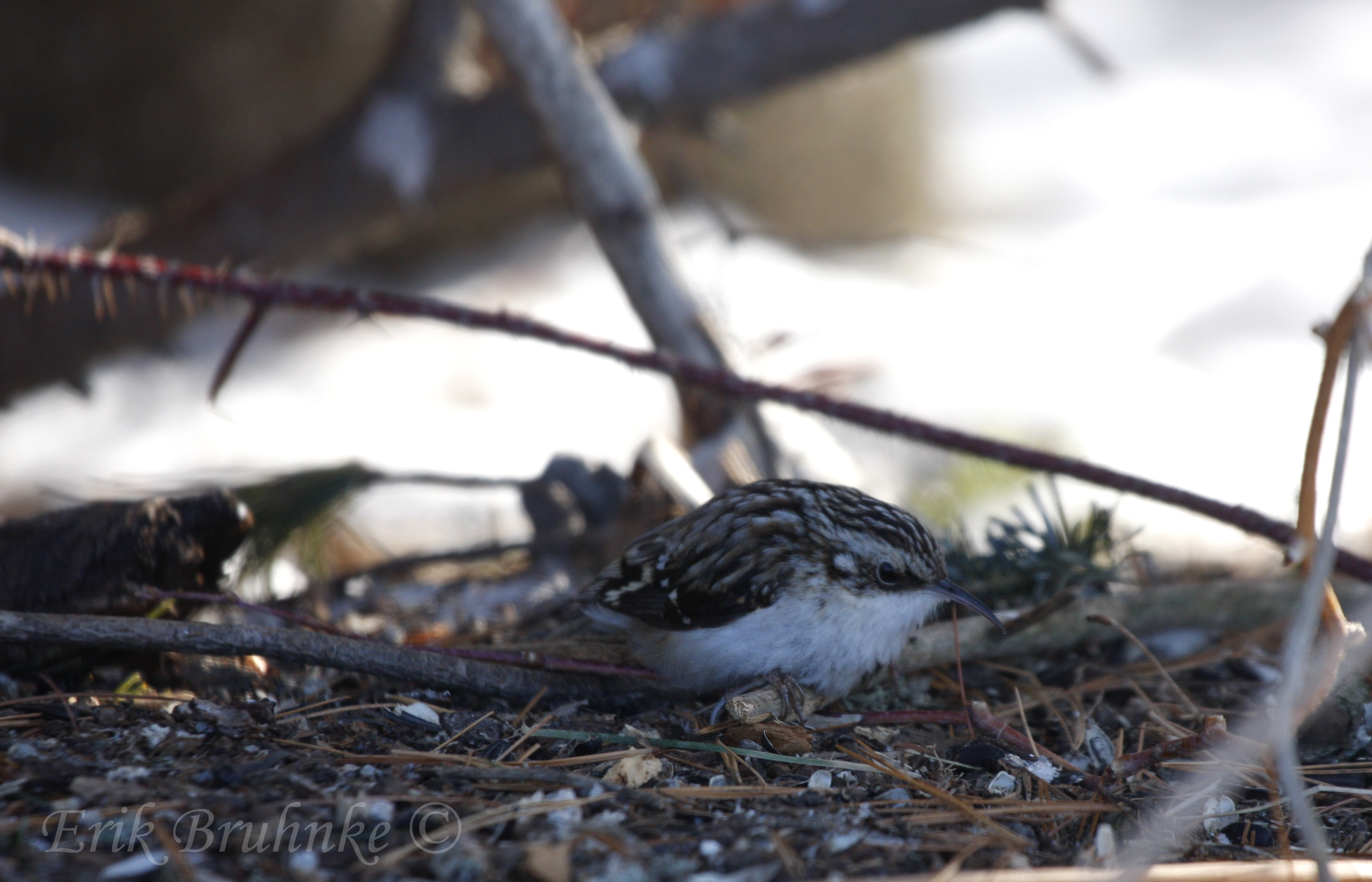 Brown Creeper