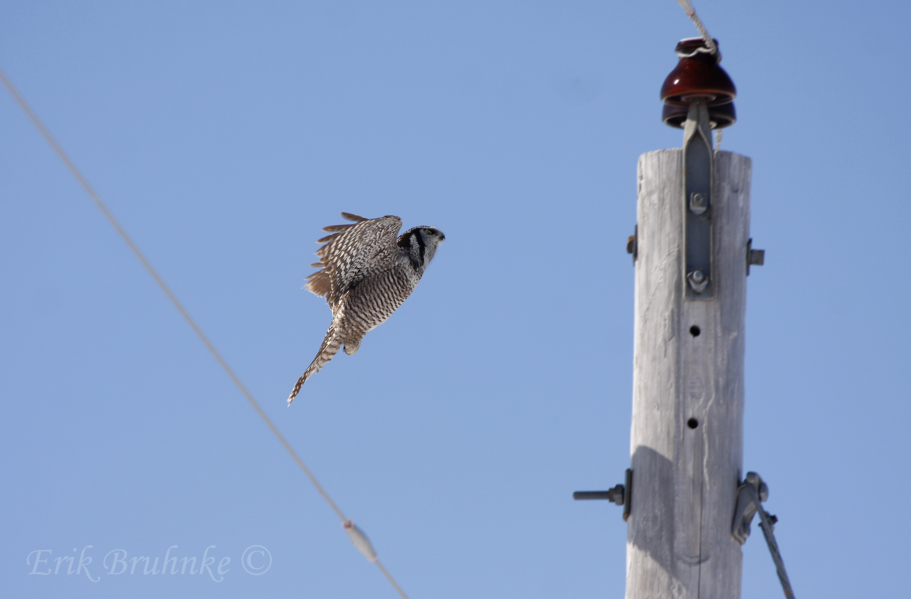Northern Hawk-Owl
