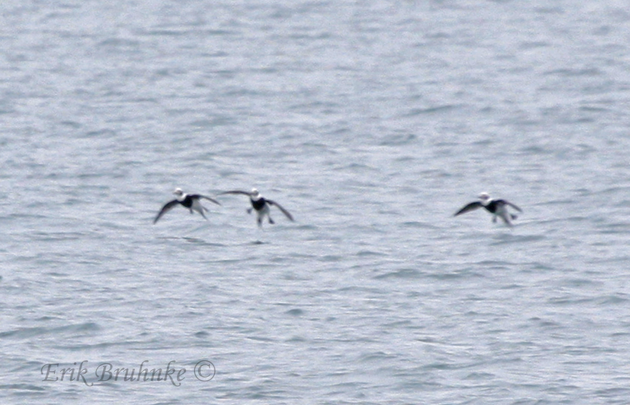 Long-tailed Ducks coming in for a landing