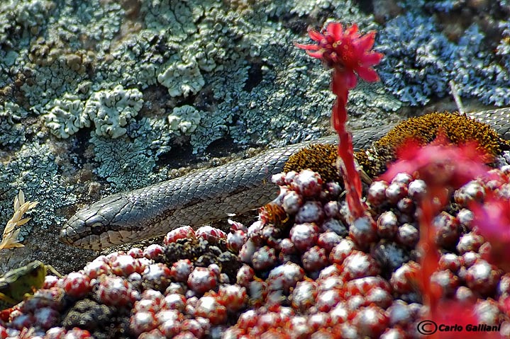 Colubro liscio-Smooth Snake (Coronella austriaca)