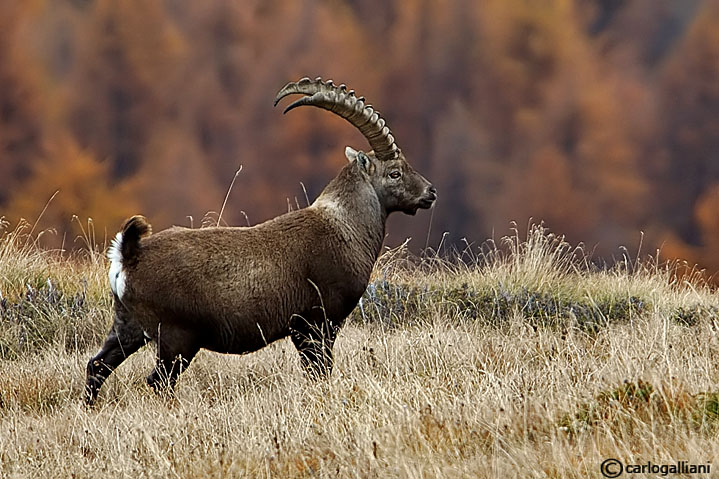 Stambecco-Alpine Ibex  (Capra ibex)