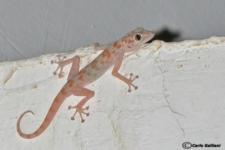 Ptyodactylus hasselquisti