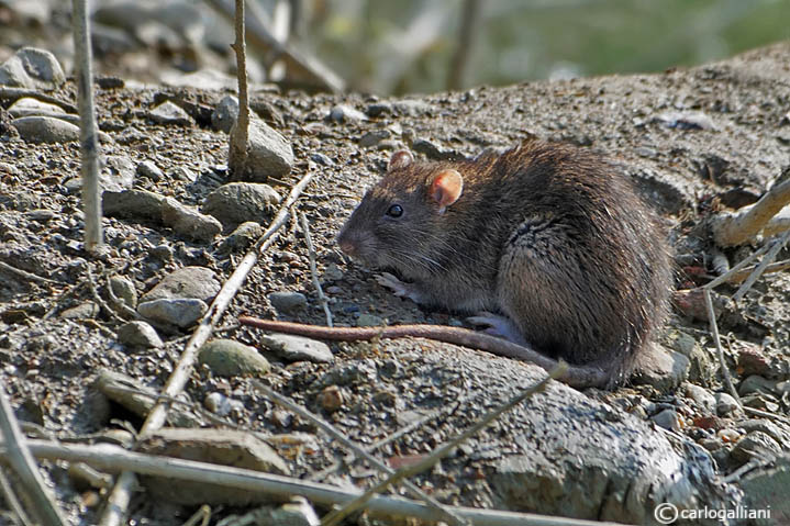 Ratto delle chiaviche-Brown rat  ( Rattus norvegicus )
