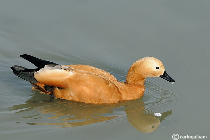 Casarca-Ruddy Shelduck  (Tadorna ferruginea)