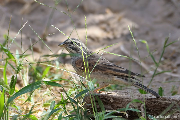 Zigolo delle case (Emberiza striolata)